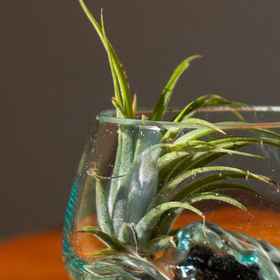 Cohasset Gifts - Wholesale Terrarium - 3" Open Mouth Molten Glass Terrarium2