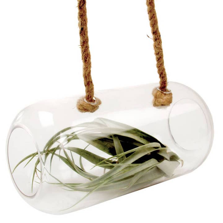 Chive - Wholesale Terrarium - Bolsk - Large Thick Glass Terrarium Container