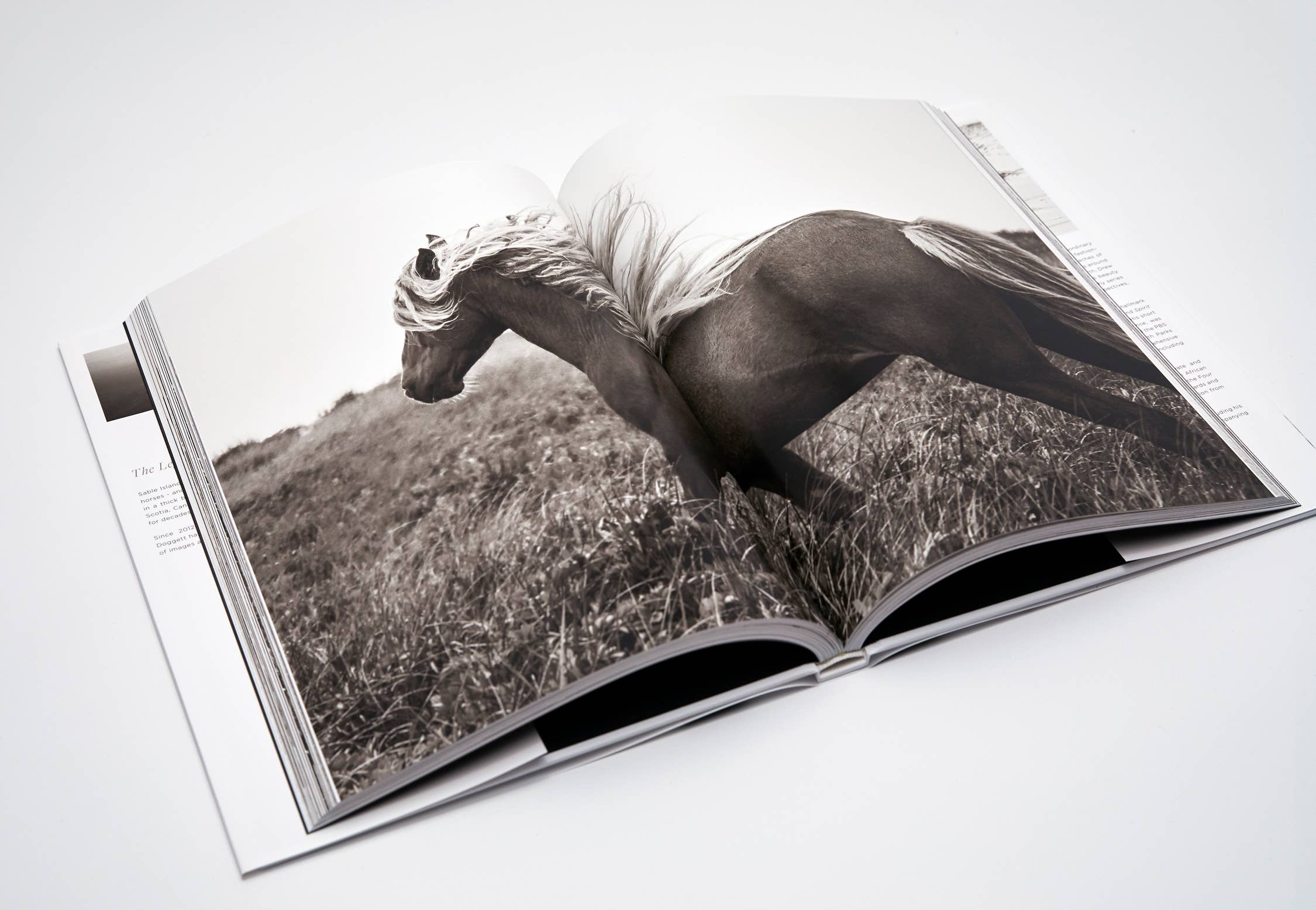 Drew Doggett Photography - Vendita all'ingrosso Display Book - Wild: I leggendari cavalli di Sable Island5
