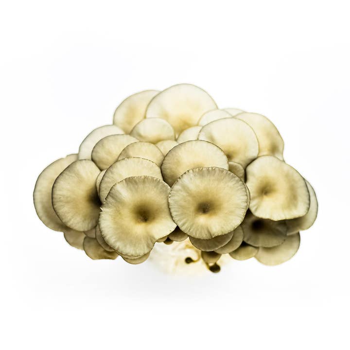 Blue Oyster Mushroom Grow Kit for wholesale by Planet Mushrooms