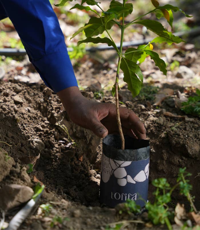 TORIFA - Wholesale Koffiebonen - Dorp Bayt Al-Razqi - Specialiteitskoffie Jemen (Micro Lot)1