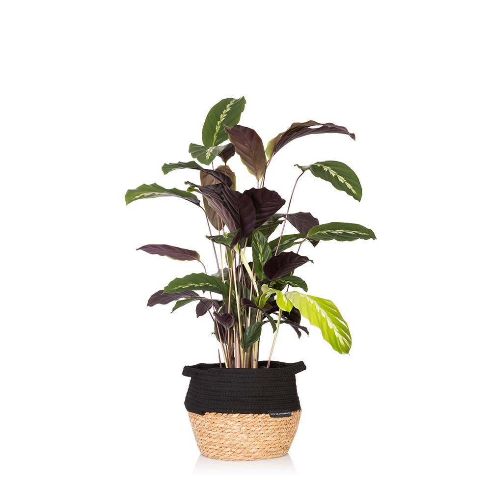 The Little Botanical – wholesale Live plant – Calathea Mix3
