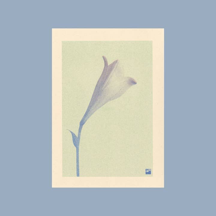 Lily - A4 botanical risograph print (Bloom) for wholesale by VrijFormaat