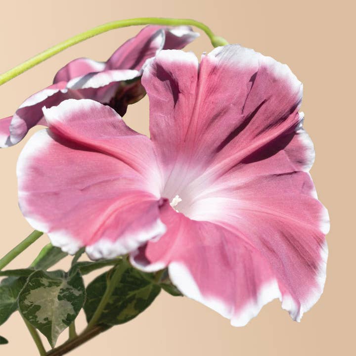 Plantgem - Wholesale Plant Seeds - Chocolate Morning Glory - 20 Seeds