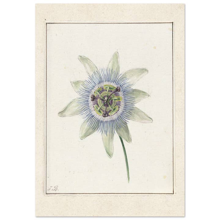 Giardino botanico per la vendita all'ingrosso da parte di Maison de Paloma