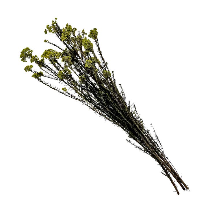 2626 Designs - Wholesale Dried/Pressed Flowers - Preserved Millet ,Rice Flower - Immortelle Flower,Ozothamnu24