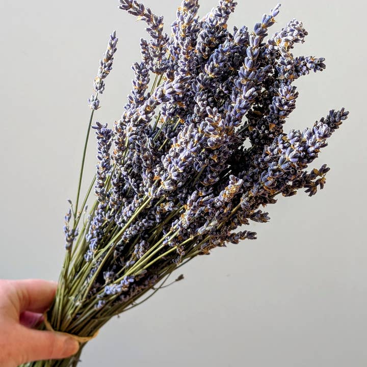 Dried Lavender Bunch 50cm Pale Blue Natural for wholesale by Daisy Gifts Ltd