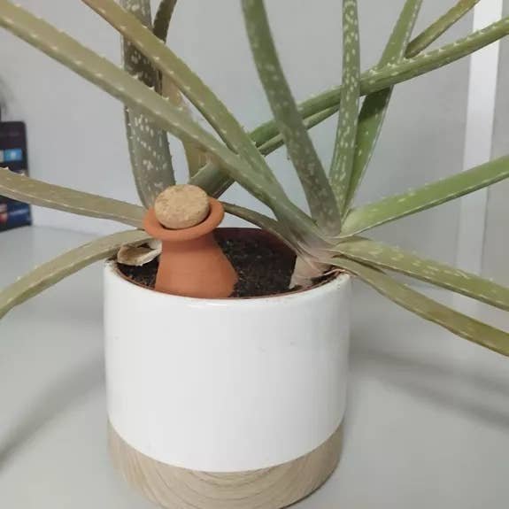 Extra Mini Planting and Burying Ollas – Set of 20, Ideal for wholesale by Poterie lutton