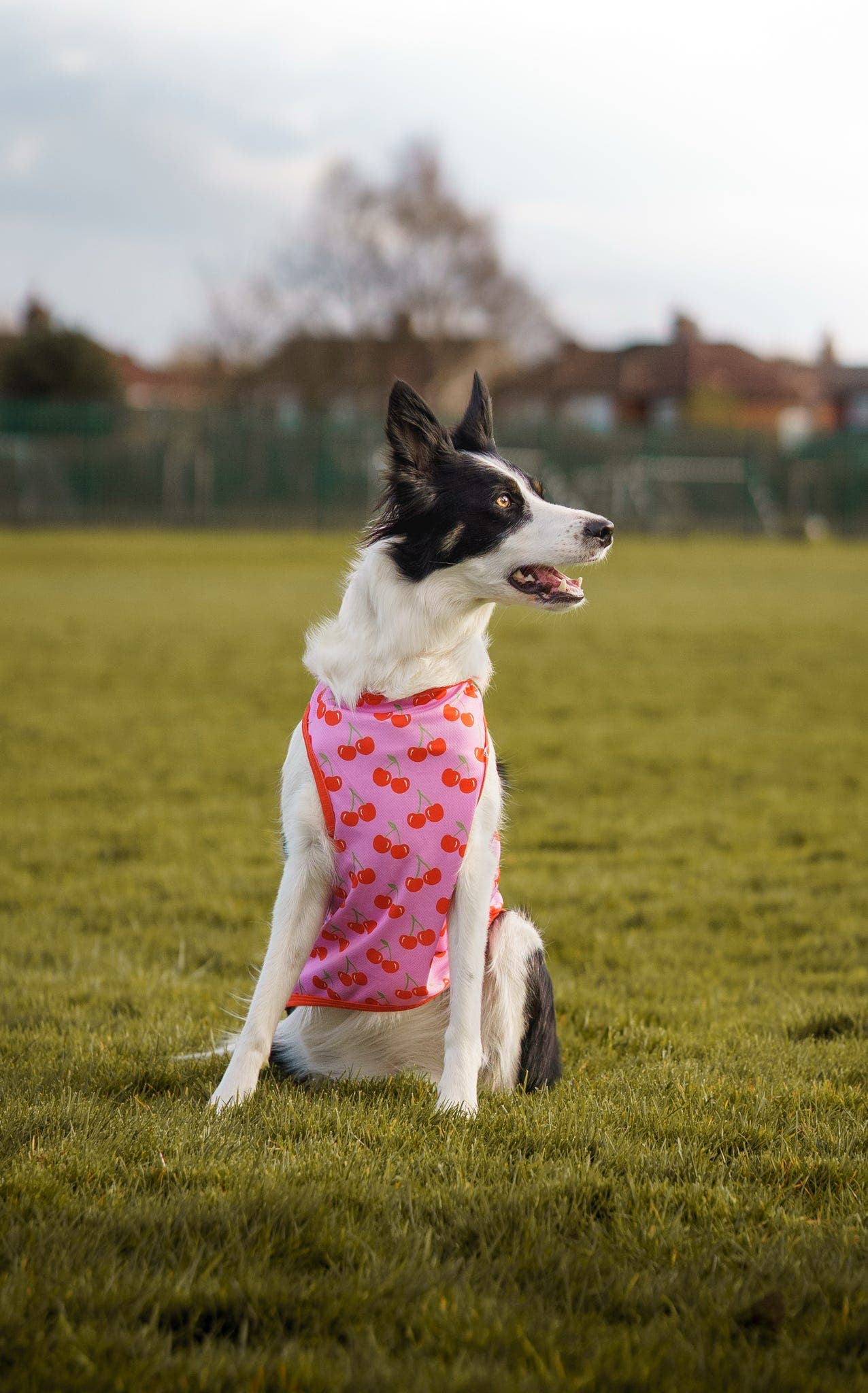The Paw Print Boutique - Wholesale Pet Vest - Dog - The Cherry on Top Cooling Vest10