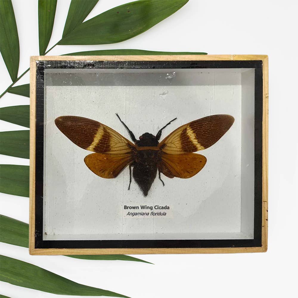 VIE - Wholesale Wall Accent - Framed Insect, Assorted43