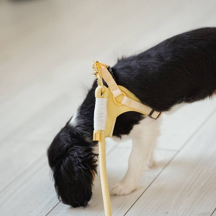 Cavology - Wholesale Pet Harness - Dog - DOG HARNESS STEP IN EASY-O - Butter Yellow5