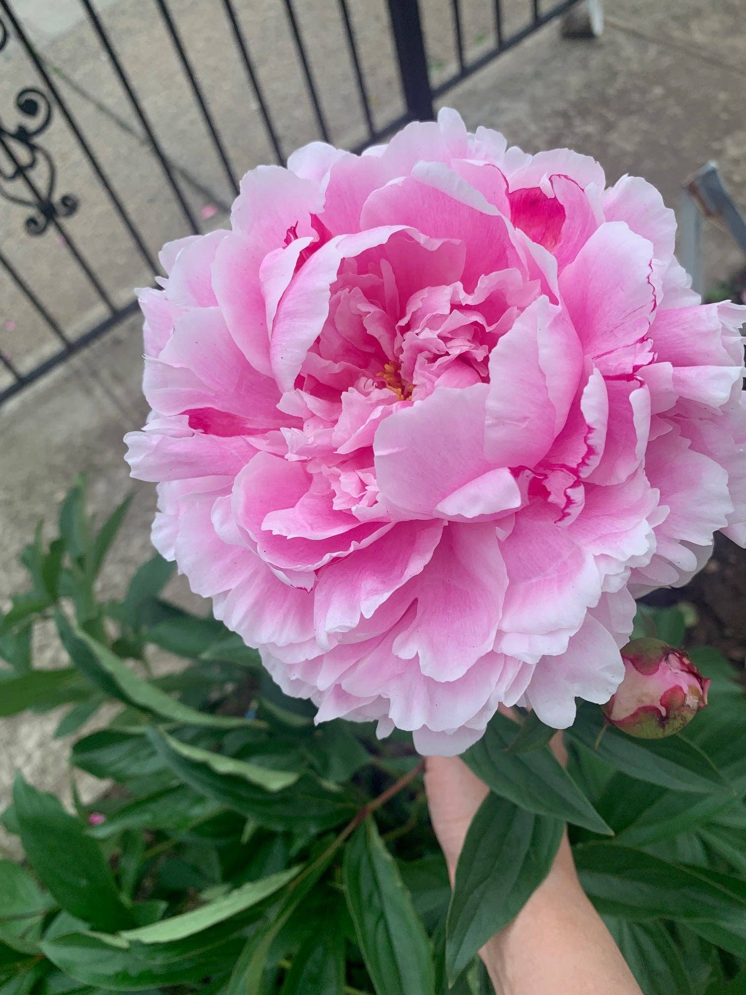 UniqueMartandHome - Wholesale Live Plant - Peony Festiva Maxima Bare Root Live Plants - Outdoor Garden2