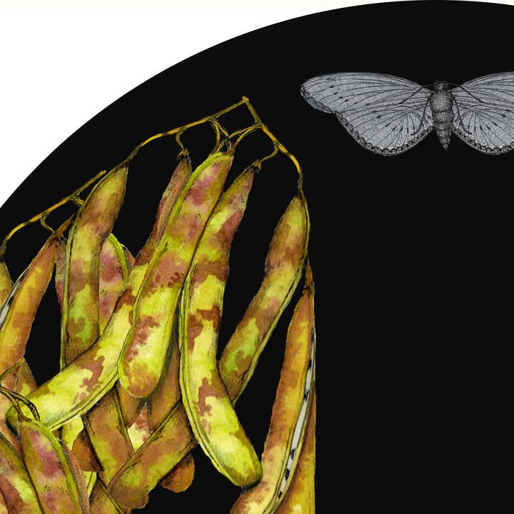 SENA CIFUENTES - Wholesale Wall Accent - ROUND ALIA 42