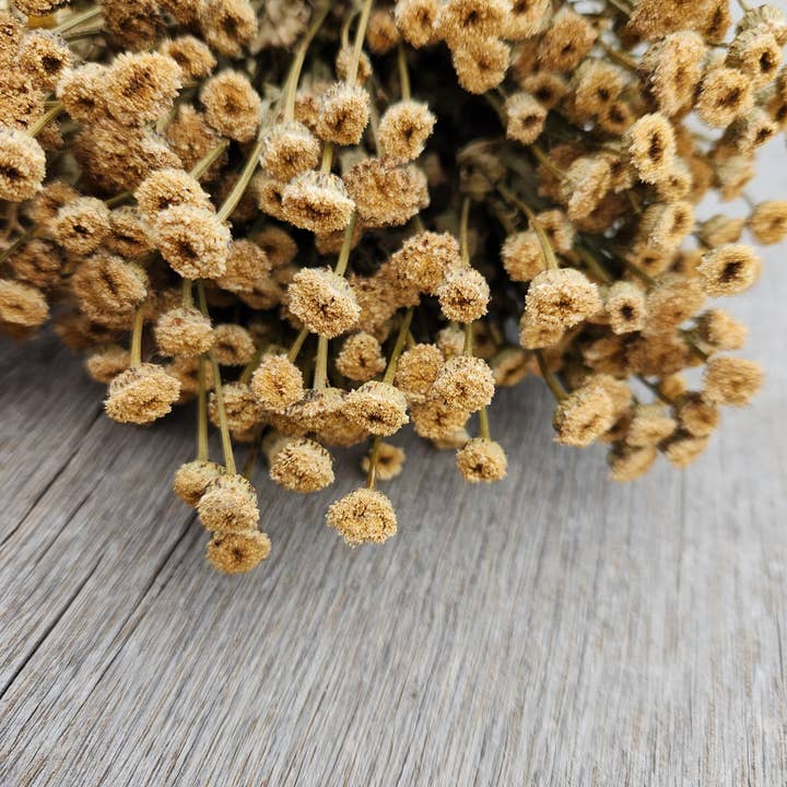 Alissas Flower Farm - Wholesale Dried/Pressed Flowers - Dried Feverfew, aka Chamomile