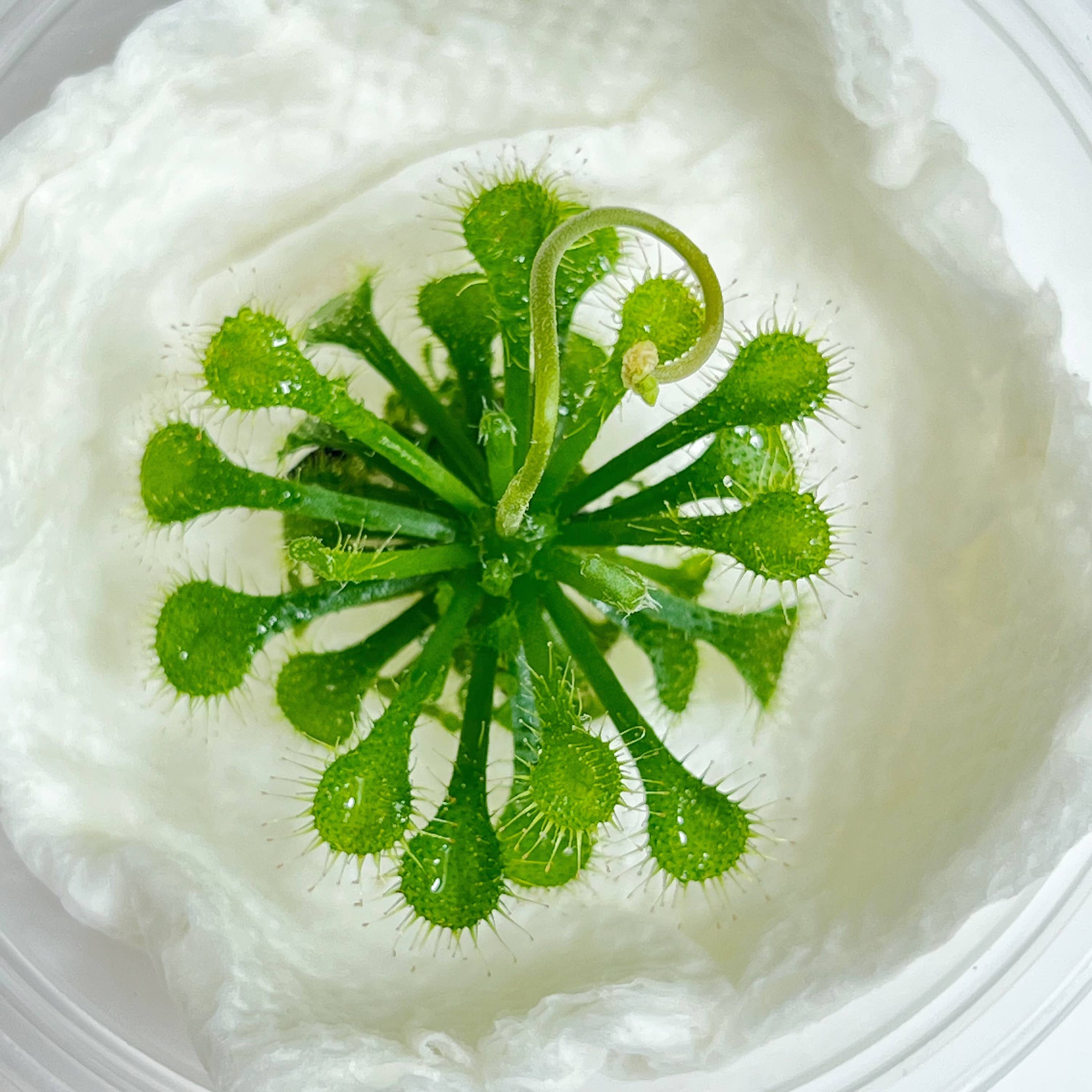 bloomify - Wholesale Live plant - Drosera spatulata – Spoon-leaved Sundew (Plant Only)1