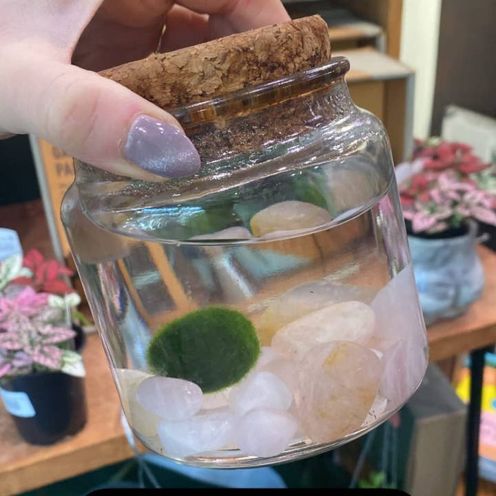 Moss Amigos | Moss Ball Terrariums - Wholesale Live Plant - Large Marimo Moss Ball Terrarium with Rose Quartz Gemstones5