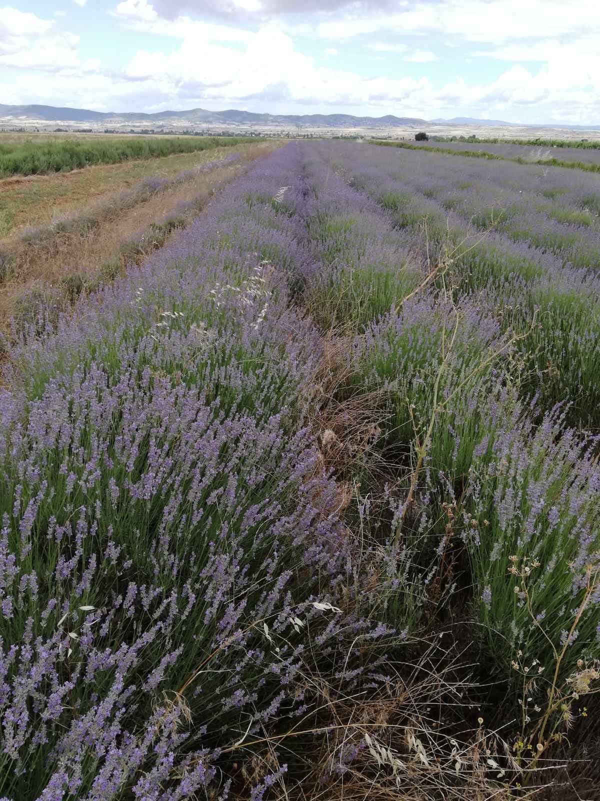 SEVEN SENSES ORGANIC - Wholesale Loose Tea - Tins & Doypacks Organic Greek Lavender Tea Uses3