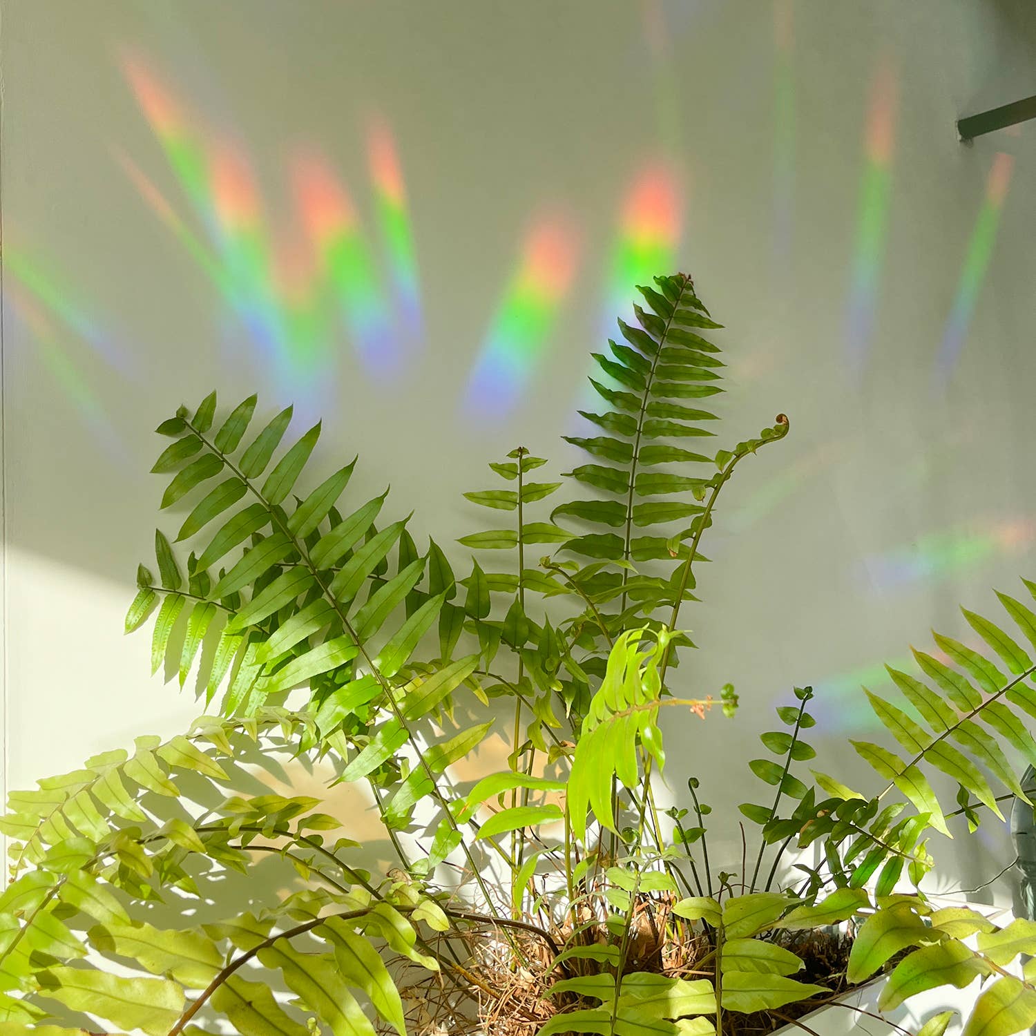 Botanopia - gifts , decor and cards for plant lovers - Wholesale Suncatcher - Rainbow maker sticker - You are loved7