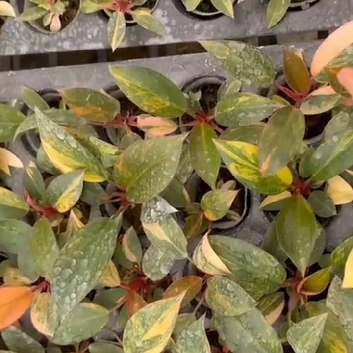 Philodendron "Red Congo" variegated | Rare Houseplant for wholesale by OrchidBox