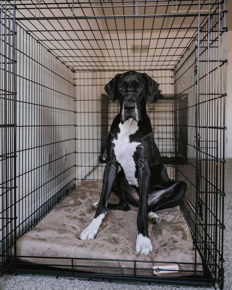 Barker Beds - Wholesale Pet Bed - Dog - 4" Orthopedic Crate Bed10