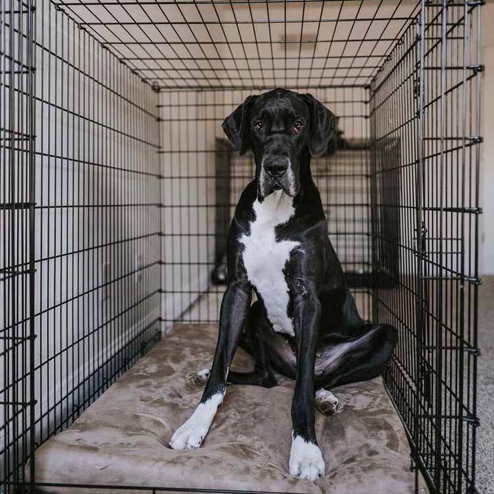 Barker Beds - Wholesale Pet Bed - Dog - 4" Orthopedic Crate Bed10