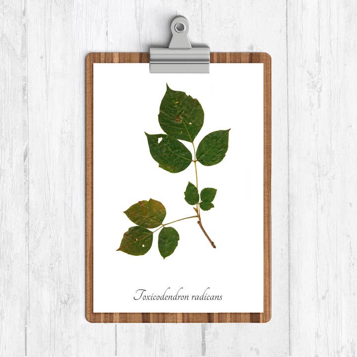 Poison Ivy Botanical Print for wholesale by Ecobota