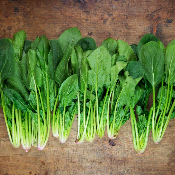 Bentley Seed Co. - Wholesale Plant Seeds - Spinach-Bloomsdale Savory 18204