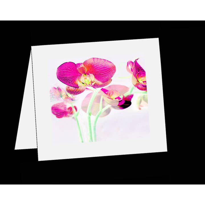 Magenta Orchid Cluster on White for wholesale by Line Five Studio