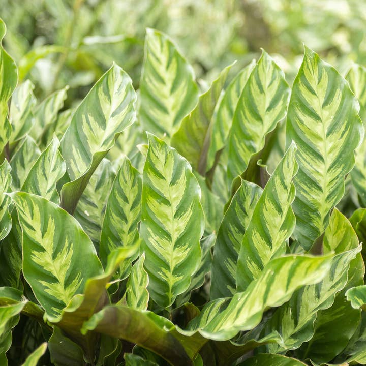 Air Plant Shop - Wholesale Live Plant - Calathea 'Prayer Plants' Rufibarba Fresh Rooted Cuttings