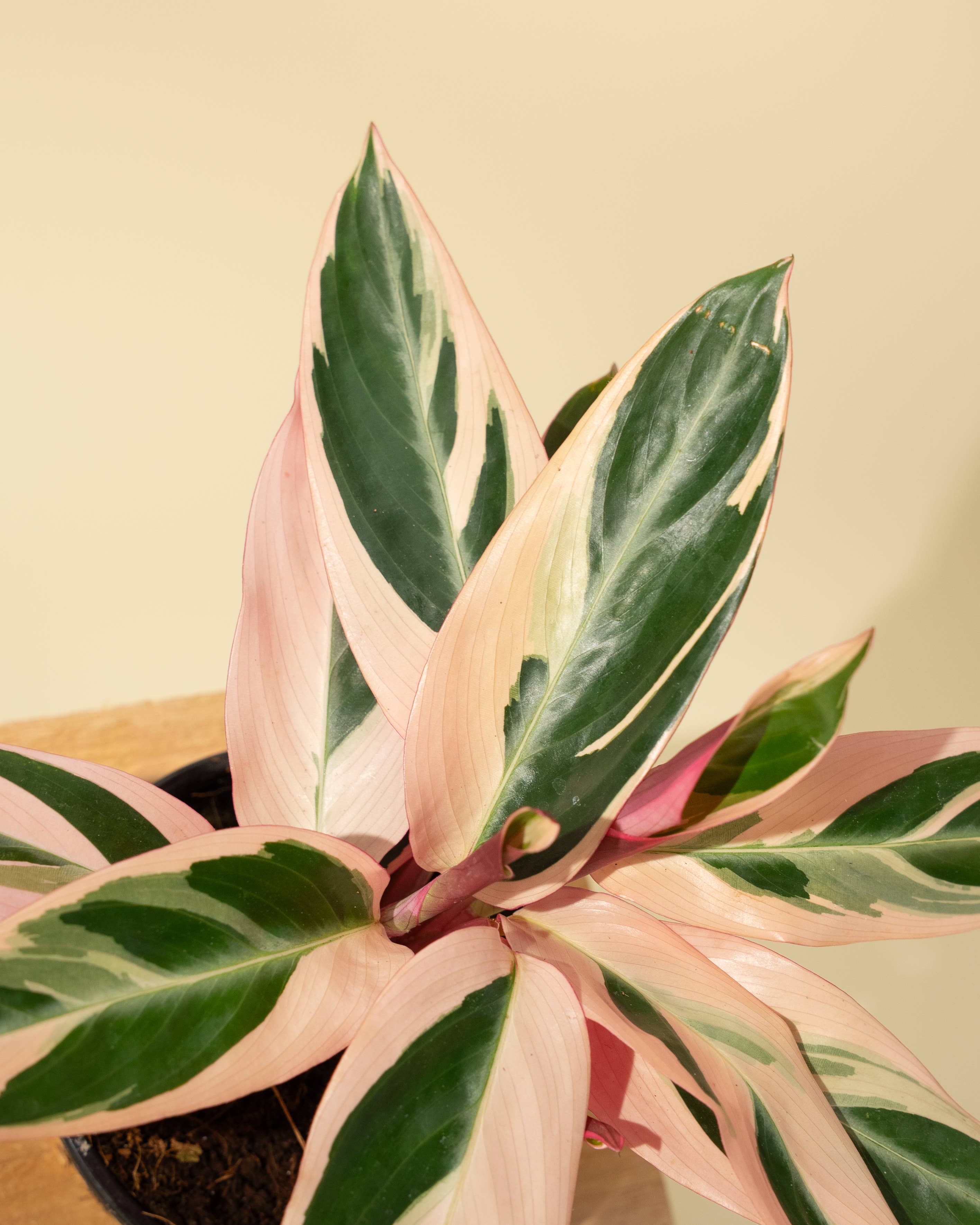 BWH Plant Co - Wholesale Live Plant - 4" Stromanthe 'Trio Star'4