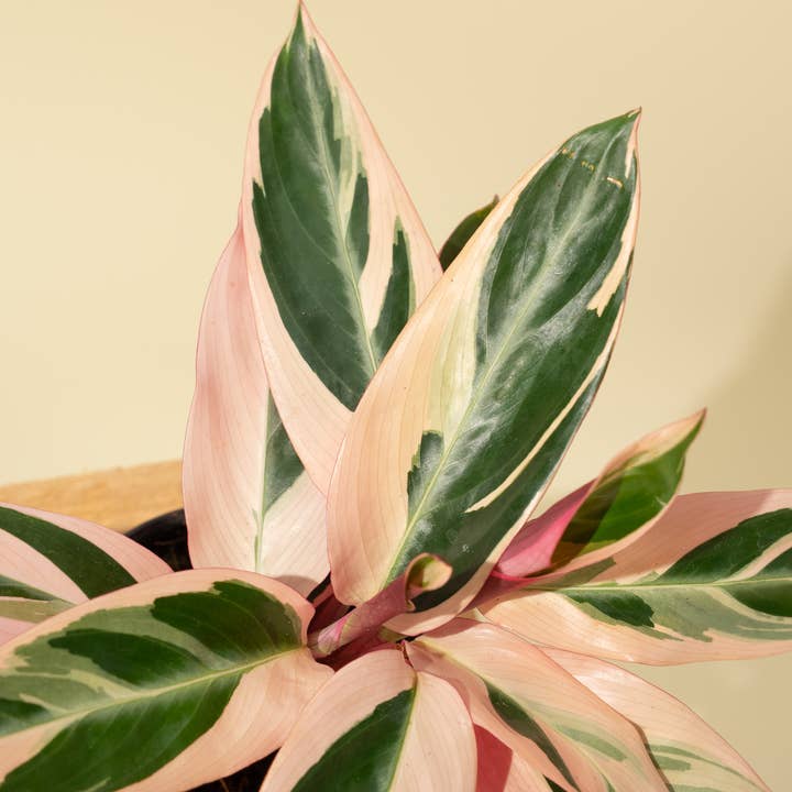 BWH Plant Co - Wholesale Live Plant - 4" Stromanthe 'Trio Star'4
