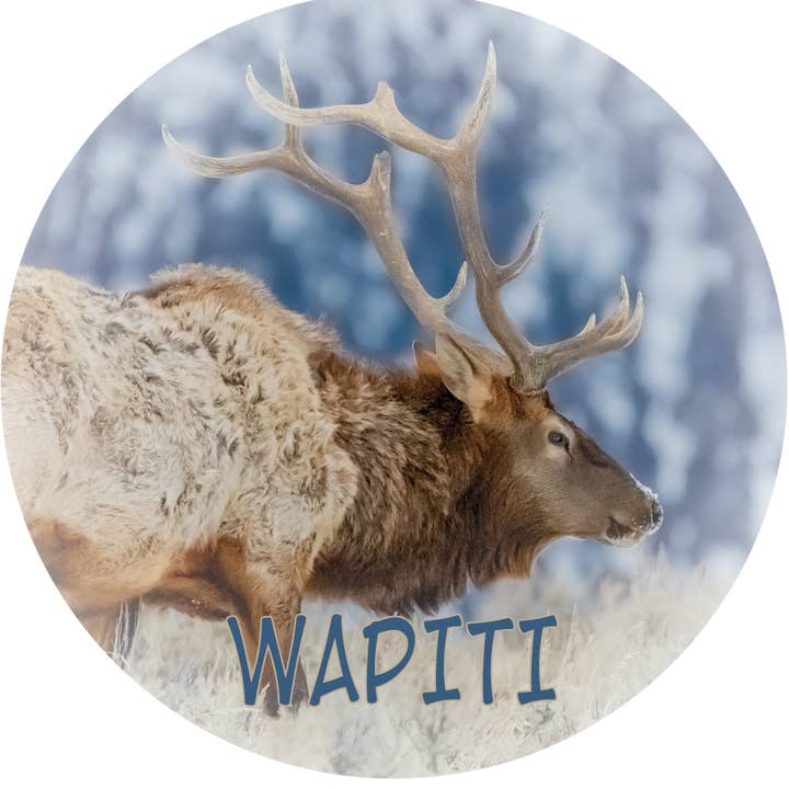 WAPITI - FLEKSIBEL MAGNET for engroshandel hos Phil Stagg Photography