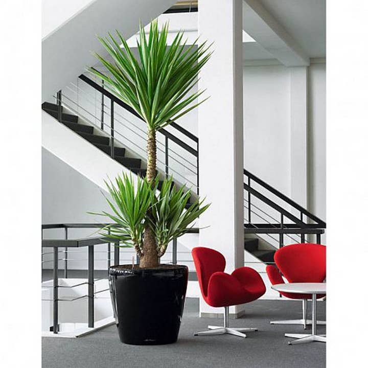 Lechuza Self Watering Planters - Vendita all'ingrosso Vasi per piante - LECHUZA CLASSICO LS Vaso rotondo in poliresina19