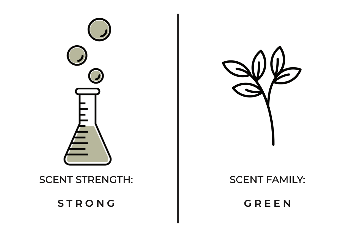 True Hue - Wholesale Reed Diffuser - Forest Fern Reed Diffuser3