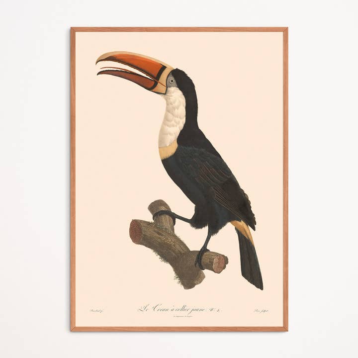 Poster: De tocan met gele kraag voor wholesale door Aster Edition