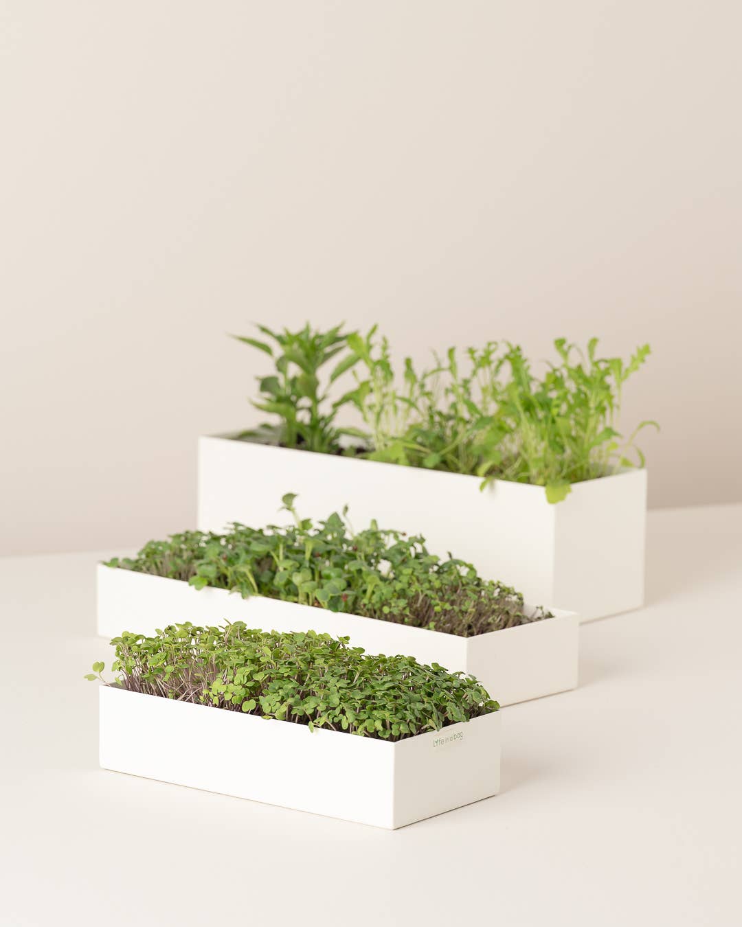 Life in a bag - Wholesale Plant Seeds - Microgreens Uno Watercress2