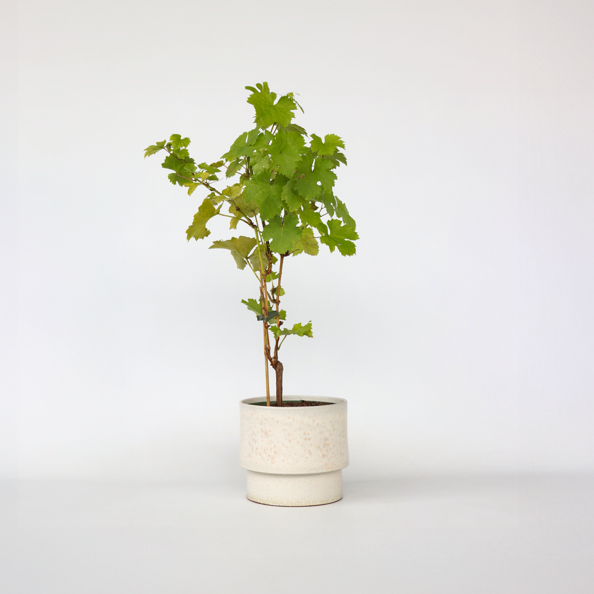 Oasis of Life - Wholesale Live Plant - Grape Vine – Vitis Vinifera 'Himrod' – Height 60–75cm – Ø21cm – White table grape with sweet, golden-yellow fruits – Robust, self-pollinating grape vine – Hardy fruit plant for garden & terrace1