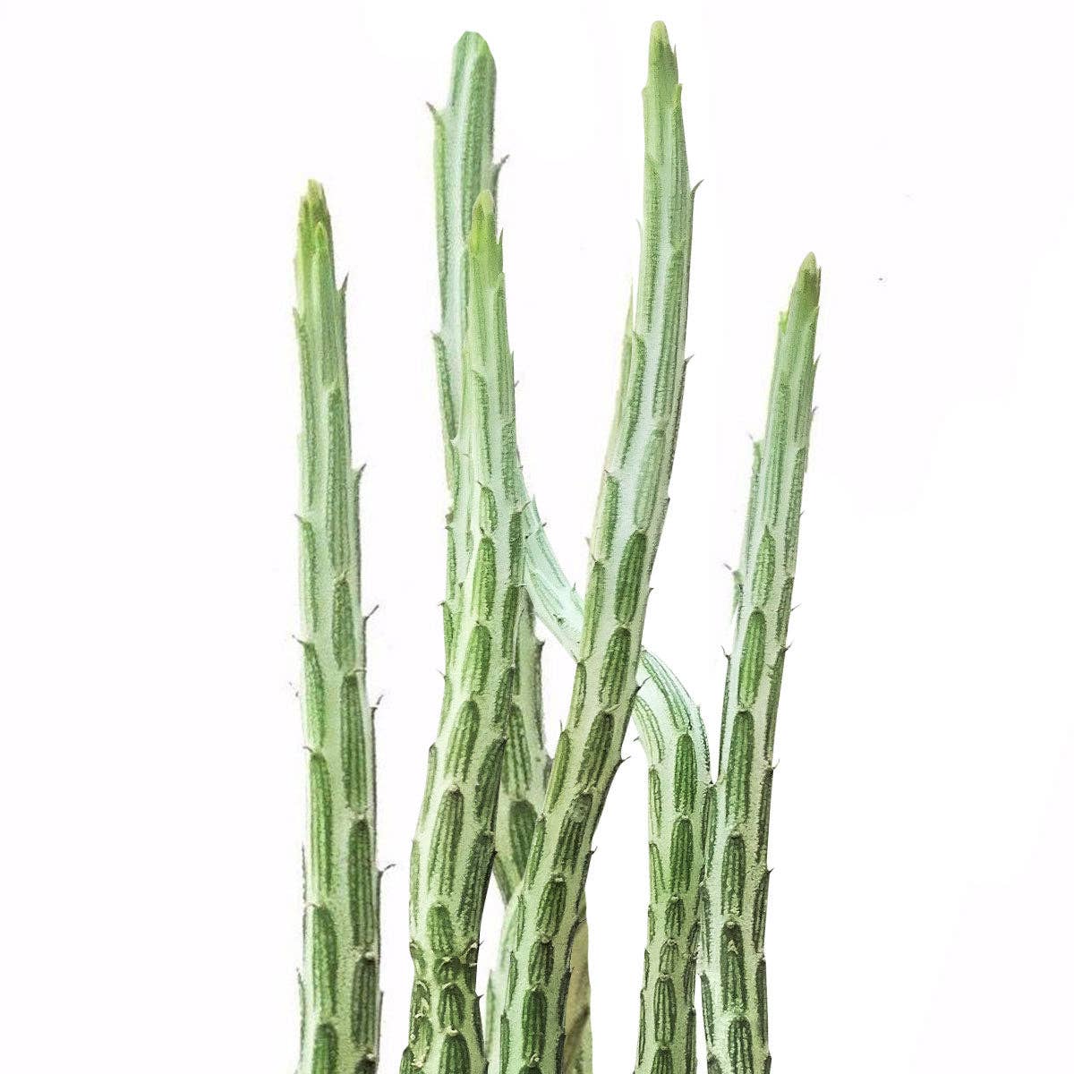 Best Plant Friend - Wholesale Succulent - RARE Pickle Plant Senecio stapeliiformis 2/4" Succulent4