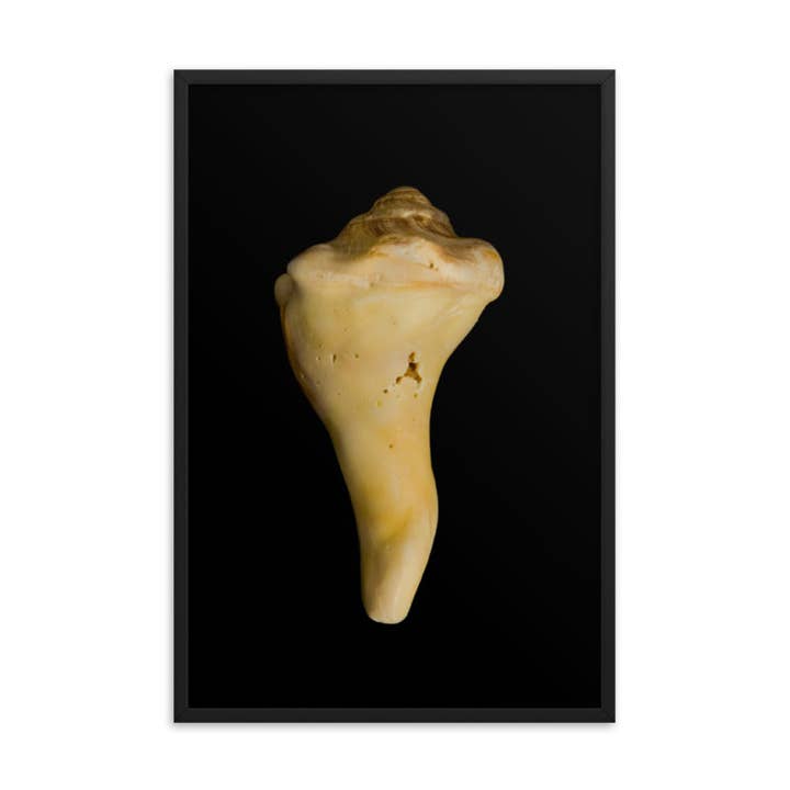 États d'érosion (image 8), coquille de buc, nature côtière, encadrée pour la vente par Pipa Wall Art & Home Decor