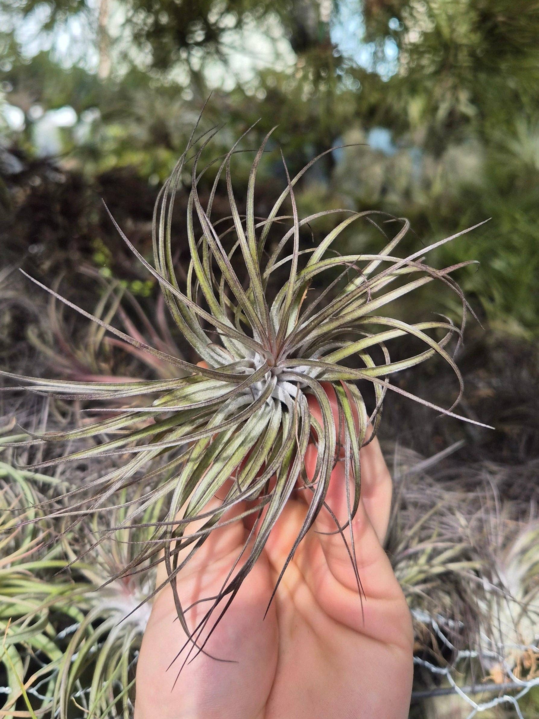 Airplant Direct - Wholesale Live Plant - Tillandsia Stricta Midnight0