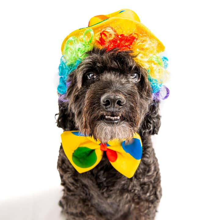 Midlee Designs - Wholesale Pet costume – Dog - Midlee Clown Costume Hat, Bowtie, and Wig Dog Costume4