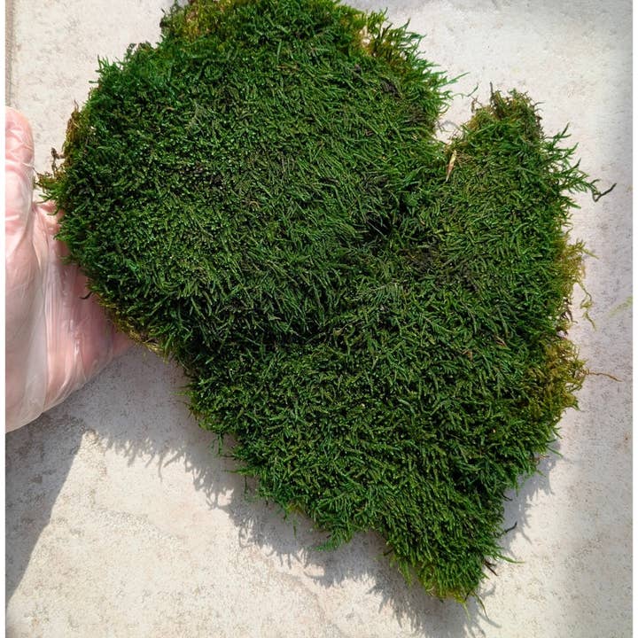 Preserved Green Sheet Moss for wholesale on Faire8