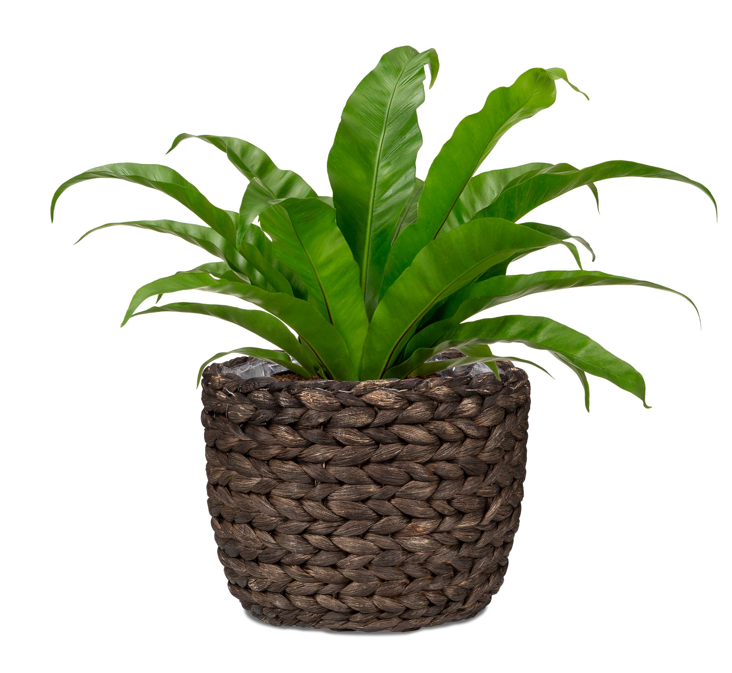 Scheurich – Großhandel Blumentopf – Korbgefäß/Pflanzgefäß 505 Aus Wasserhyazinthe2