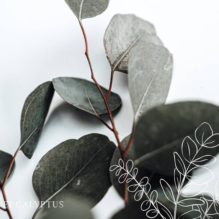 Leaves & Co - Wholesale Wax Melt - Eucalyptus Scented Wax Fondant2