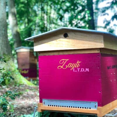 Zayti L.T.D.M - Venta al por mayor Miel - Miel Rosa de Escaramujo de Rusia 100% natural - tarro de