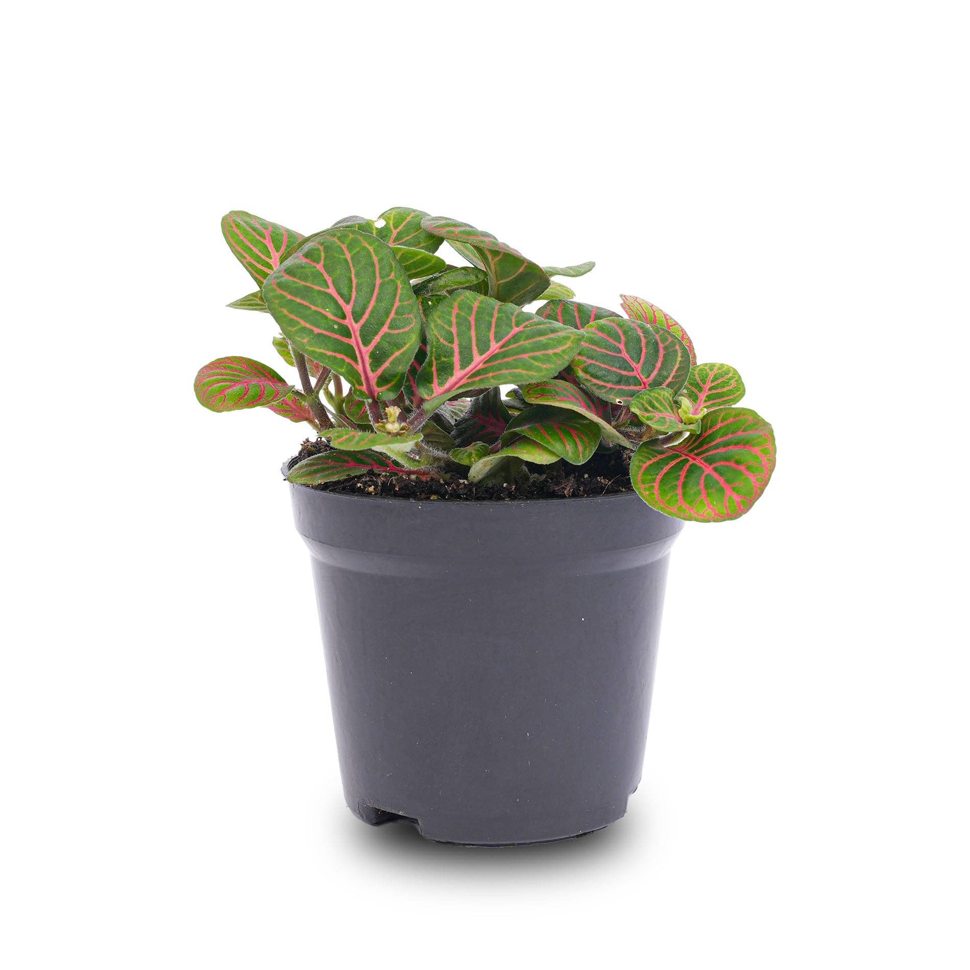 Trendhero.nl/b2b - Wholesale Live Plant - Fittonia Bubble Red - Red and green - Mosaic plant1