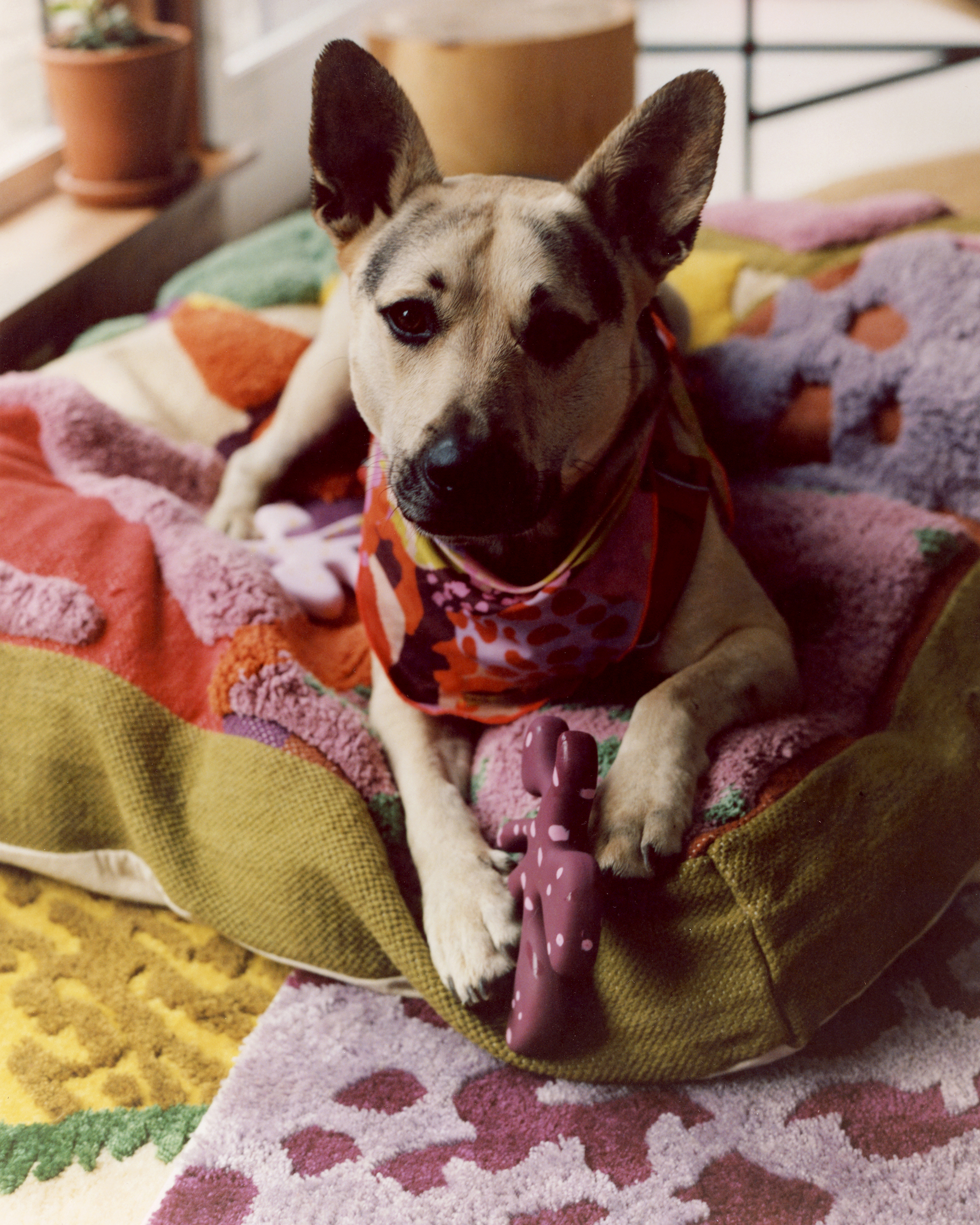 ProbaHome - Wholesale Pet Bed - Cat/Dog - "Sam's" Bed6