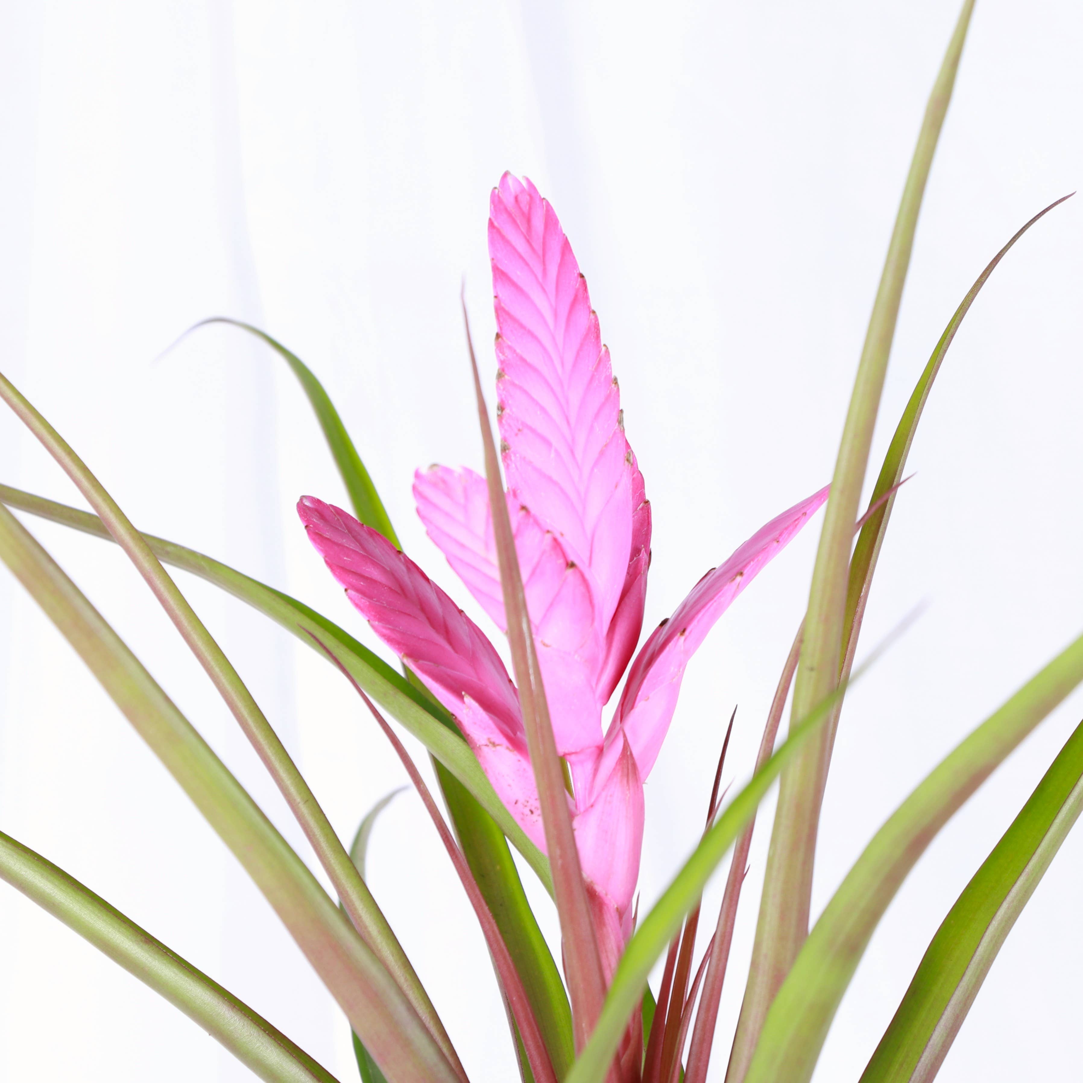Thorsen's Greenhouse - Wholesale Live Plant - Antonio Pink Bromeliad - 4" Live Plant5