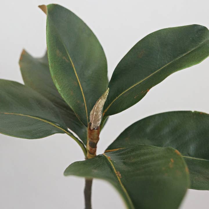 Prestige Botanicals - Wholesale Artificial plant - Faux Magnolia Leaves 14"2