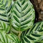 Succulents & Such, Inc. - Wholesale Live Plant -  4" Calathea Makoyana & Calathea Freddie COMBO1